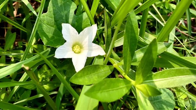 Flower ivy gourd or coccinia grandis, also known as scarlet gourd flower. White coccinia grandis flower in nature garden.