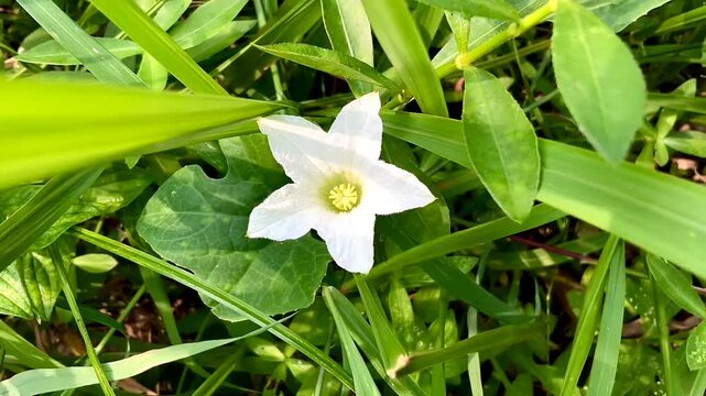 Flower ivy gourd or coccinia grandis, also known as scarlet gourd flower. White coccinia grandis flower in nature garden.