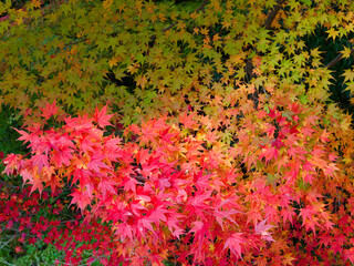  緑から赤へ、季節が染まる瞬間