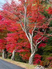  水音が響く紅葉の庭園
