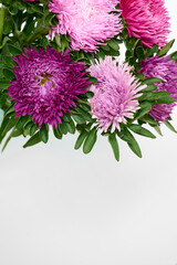 A bouquet of bright Aster flowers on a white background.