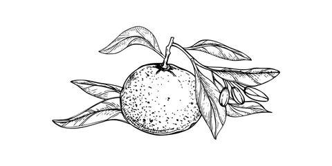 Citrus fruit on branch with flower buds vector isolated illustration painted by black inks. Mandarin orange with leaves line art black ink sketch. Etching drawing of Grapefruit or Pummelo