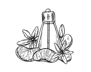 Mandarin orange slices, flower heads and essential oil glass bottle line art black ink composition. Hand drawn peeled tangerine fruit, dried peel, buds and aromatic perfume illustration
