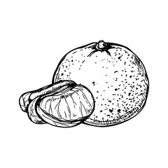 Hand drawn clementine with peeled slices vector isolated illustration painted by black inks. Sweet ripe mandarin orange etching drawing. Citrus fruit for mulled wine decor, recipes, poster