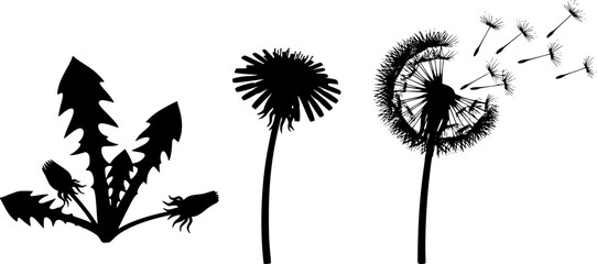 Detailed Dandelion Illustration: Stages of Growth, Black and White Drawing
