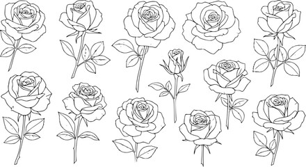 Elegant hand-drawn rose illustrations in black and white, perfect for design
