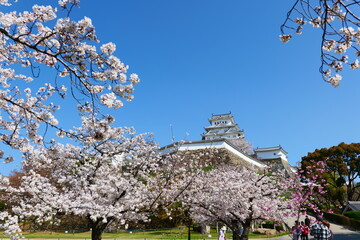 姫路公園の桜。姫路、兵庫、日本。４月上旬。
