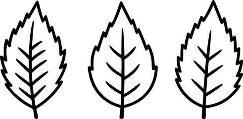 Black and white line art illustration of three different leaves
