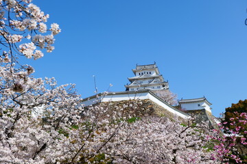 姫路公園の桜。姫路、兵庫、日本。４月上旬。