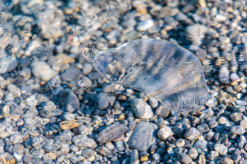 Macro shot of a transparent ice fragment with unique ribbed texture floating in clear water over pebbles. Abstract winter nature background featuring crystal clear ice and river stones