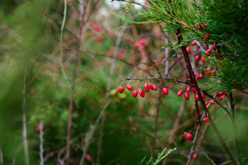 Red ripe barberry berries on a branch without leaves in the garden.