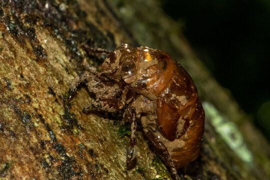 Cicada nymph exoskeleton (shell) on tree trunk in Khao Sok rainforest, Thailand