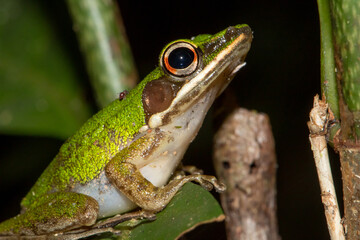 Fototapeta premium Close-up of copper-cheeked frog (Chalcorana raniceps) on forest floor, Khao Sok National Park, Thailand