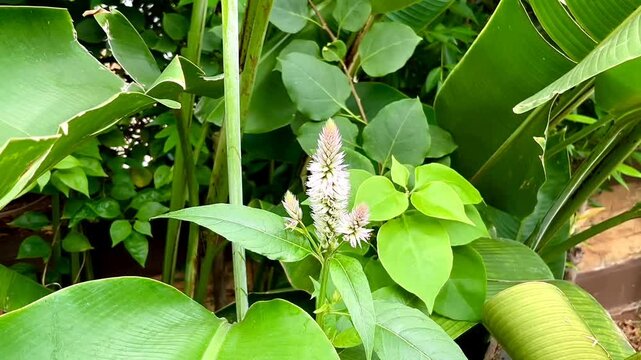 Celosia is a small genus of edible and ornamental plants in the amaranth  family, Amaranthaceae. The generic name is derived from the Ancient Greek  word, meaning "burning".