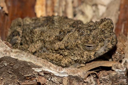 Thai Bug-eyed frog (Theloderma horridum) in tropical rainforest, Thailand