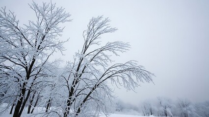 Stunning panorama of snowy landscape in winter in Black Forest - winter wonderland snow, Panorama of beautiful winter park
