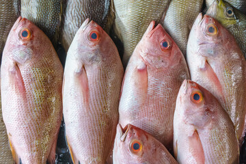 Close up of a variety of colorful fresh fish on display at fishmarket.