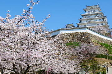 姫路公園の桜。姫路、兵庫、日本。４月上旬。
