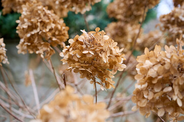 Close-up of dry brown hydrangea inflorescences (Hydrangea).