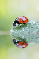Fototapeta premium Close-up of a ladybug on a dewy green leaf, sipping water, with its reflection visible below