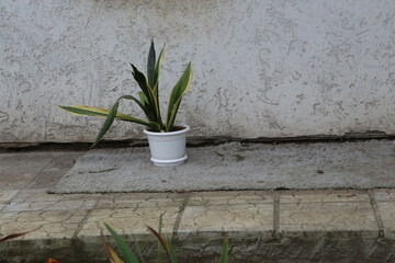 Plant in white pot sits on a mat near a wall at a residential location during daylight hours