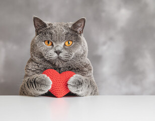 Gray Cat Holding Red Heart on White Surface.