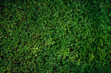 Natural moss texture background. Green background.