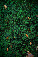 Natural moss texture background. Green background.