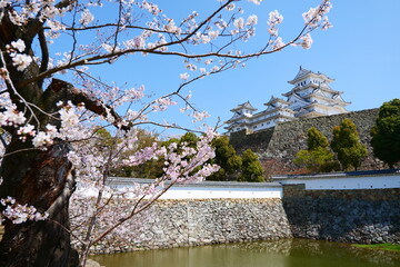 姫路公園の桜。姫路、兵庫、日本。４月上旬。