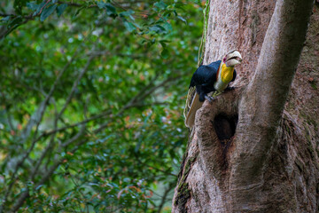 Colorful hornbill bird perched on a large tree trunk in a lush green forest. © Martanto Setyo H