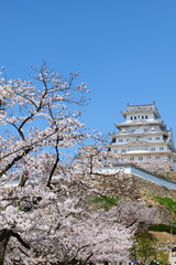 姫路公園の桜。姫路、兵庫、日本。４月上旬。