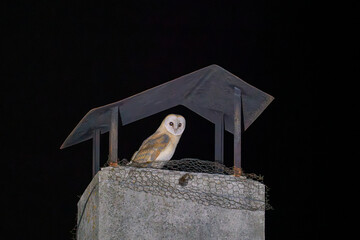 Mysterious Owl Perched on a Chimney at Night