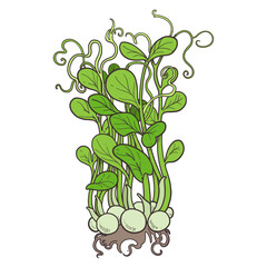 Fresh tall sprouted green microgreens pea sprouts with roots on white background