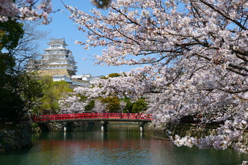姫路公園の桜。姫路、兵庫、日本。４月上旬。