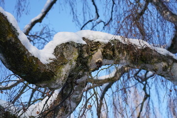 &Auml;ste einer Trauerbirke (Betula pendula Youngii) mit Schneehaube im Winter