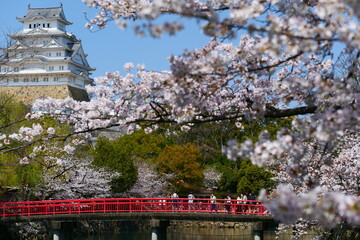 姫路公園の桜。姫路、兵庫、日本。４月上旬。