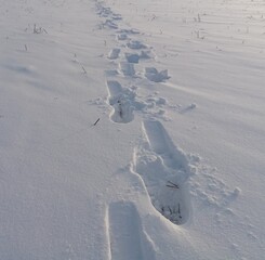 Trail of footprints in the snow