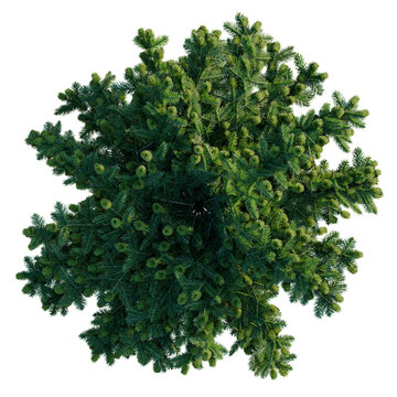 Abies balsamea Nana tree plan, top view, cutout, transparent background, isolate, good for architecture visualization, Evergreen conifer tree aerial view for seasonal landscaping and winter designs