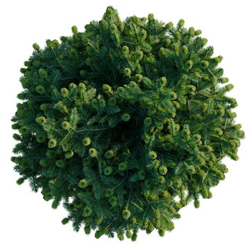 Abies balsamea Nana tree plan, top view, cutout, transparent background, isolate, good for architecture visualization, Evergreen conifer tree foliage viewed from above, a natural forest element
