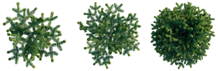 Abies balsamea Nana tree plan, top view, cutout, transparent background, isolate, good for architecture visualization, Evergreen conifer branches collection in various shapes for seasonal designs