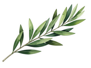 Fototapeta premium Green leaf branch isolated on transparent background