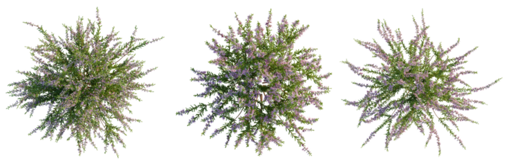 Culluna vulgaris tree plan, top view, cutout, transparent background 4K PNG, isolate 