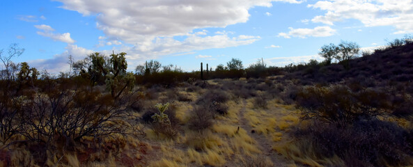 Landscape Sonoran Desert Arizona