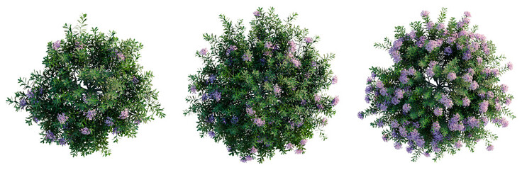 Obraz premium Daphne cneorum tree plan, top view, cutout, transparent background, isolate, good for architecture visualization, Lila flower bouquet with lush green leaves, floral design for spring arrangements
