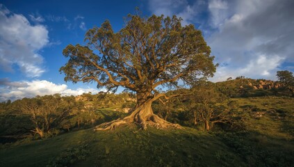 Obraz premium Large tree atop the hill