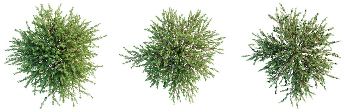 Empetrum nigrum tree plan, top view, cutout, transparent background, isolate, good for architecture visualization, Evergreen branch with lush green foliage, realistic botanical element for design