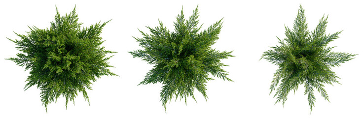 Juniperus sabina tree plan, top view, cutout, transparent background, isolate, good for architecture visualization, Green Juniper Bush Collection - High Resolution PNG for Versatile Design Projects