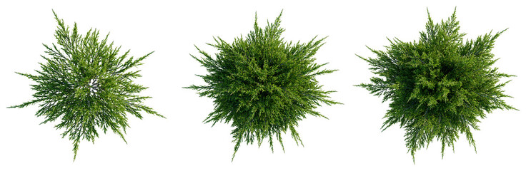 Juniperus sabina tree plan, top view, cutout, transparent background, isolate, good for architecture visualization, Conifer Branches Collection - Realistic Greenery Elements for Design Projects © DH Tree Stock