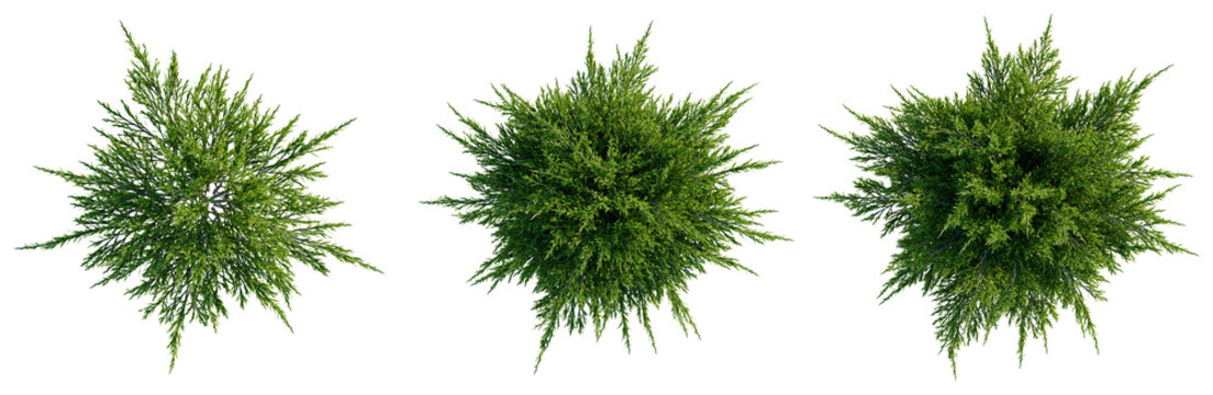 Juniperus sabina tree plan, top view, cutout, transparent background, isolate, good for architecture visualization, Conifer Branches Collection - Realistic Greenery Elements for Design Projects