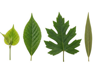 Fototapeta premium Diverse green leaves isolated on transparent background